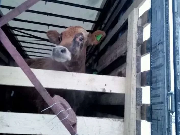 Из России не дали вывезти в Кыргызстан 26 голов крупного рогатого скота