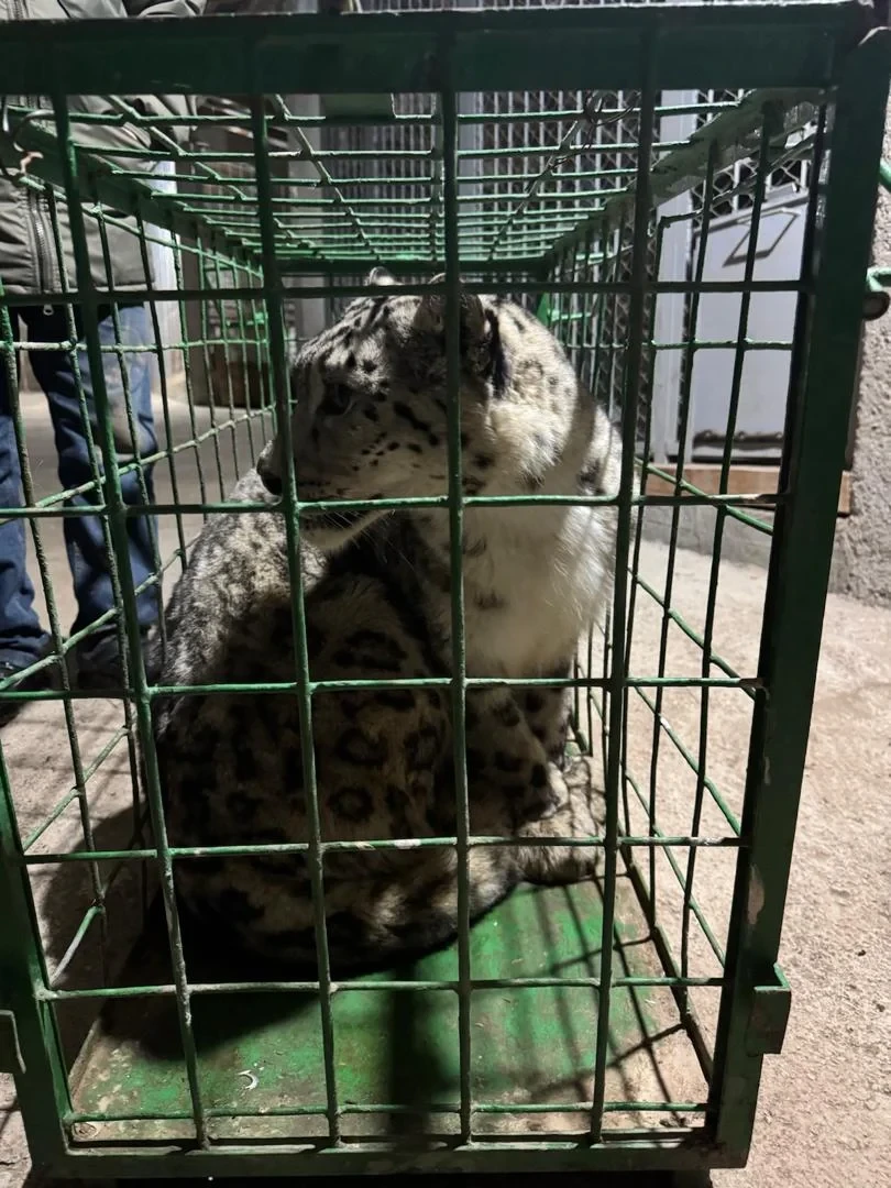 В Минприроды сообщили о появлении снежного барса в Кеминском районе