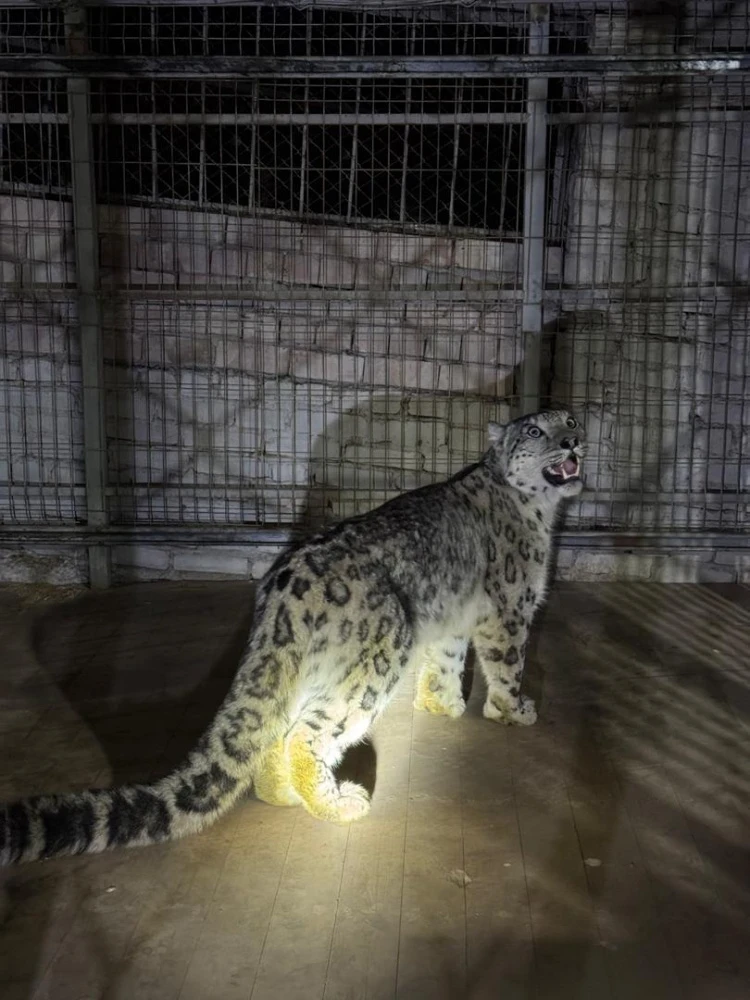 В Кеминском районе снежный барс спустился в село и застрял на дереве