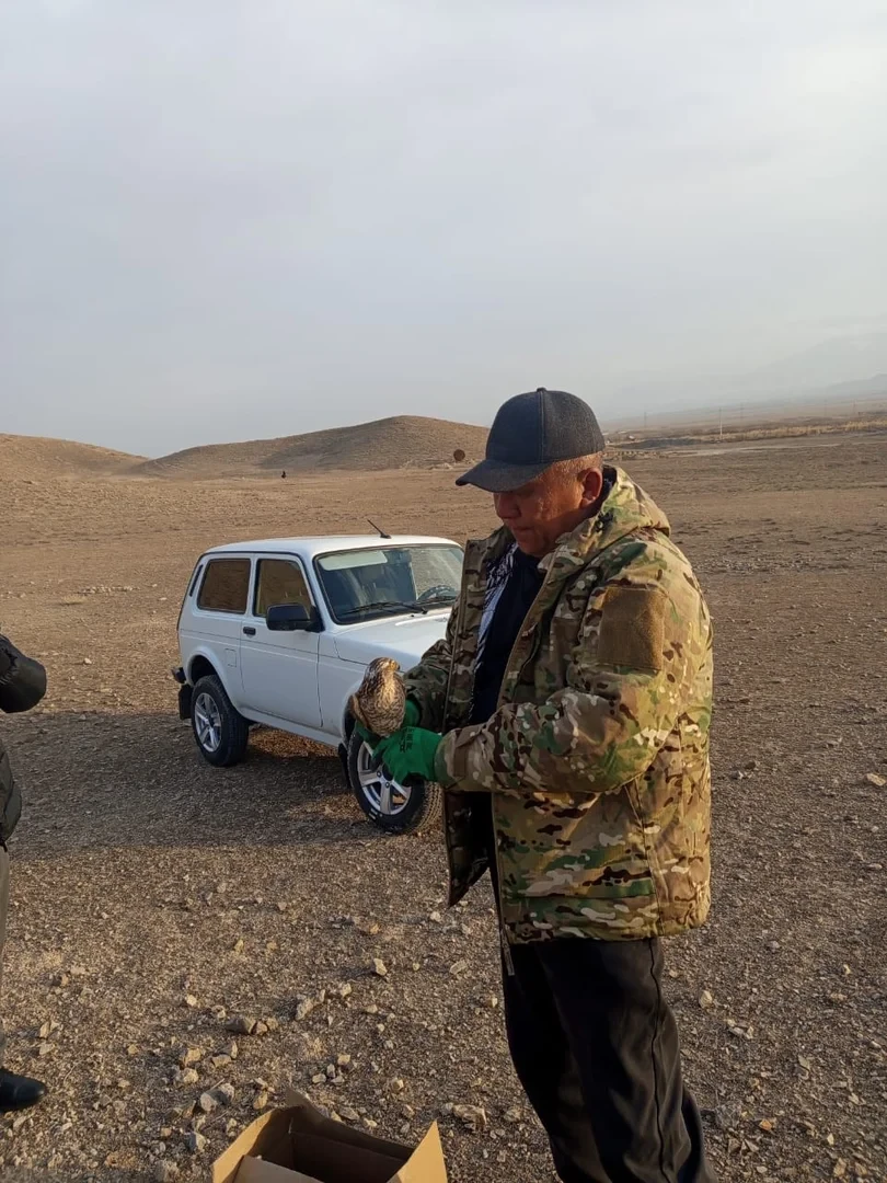Сокола, залетевшего в село Баткенской области, вернули в дикую природу