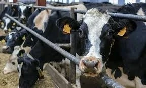 В Кыргызстане запустили онлайн-платформу для племенных хозяйств