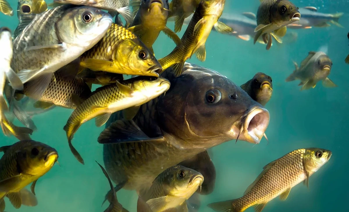 В Минсельхозе назвали регион Кыргызстана, лидирующий по производству рыбы на продажу