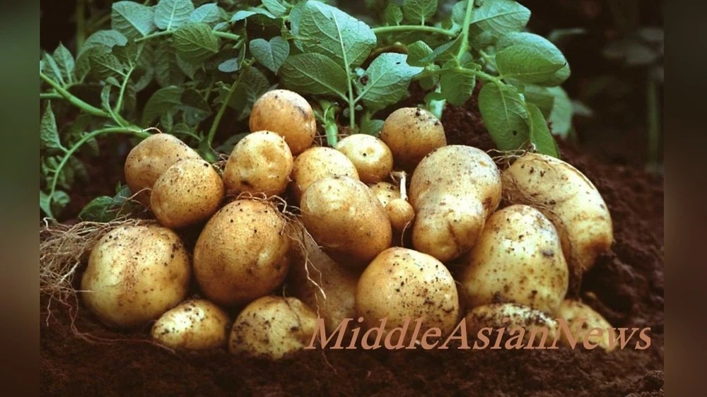 In Mongolia, more than ten varieties of potatoes have been selected and introduced into production.