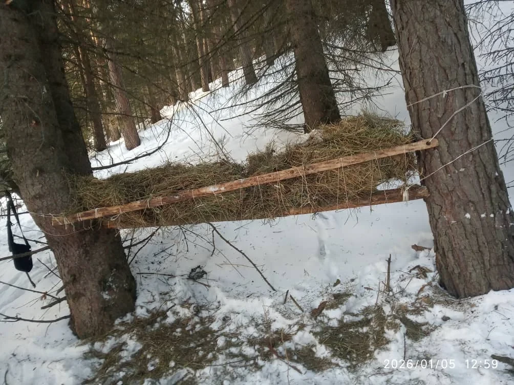 В Чон-Кеминском парке засняли диких кабанов и косуль