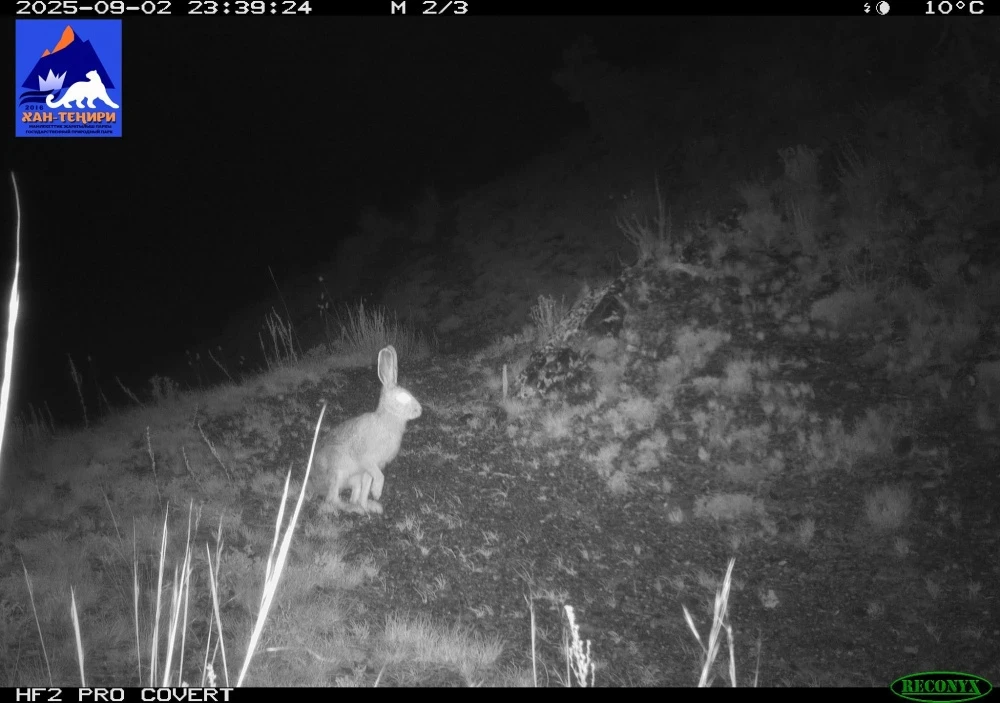 Фотоловушка в парке "Хан-Тенири" сняла снежного барса, рысь и стаю волков