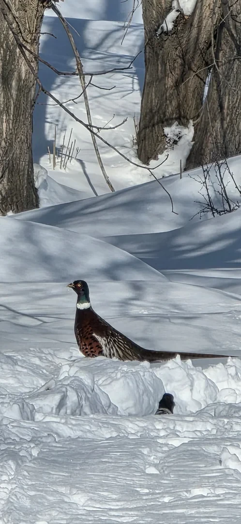 На озере Иссык-Куль и водохранилище Орто-Токой провели зимний учет птиц (фоторепортаж)