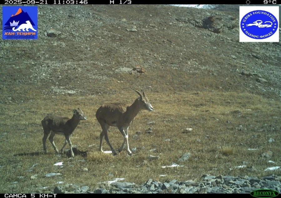 Фотоловушки сняли в парке Хан-Тенири редких обитателей гор