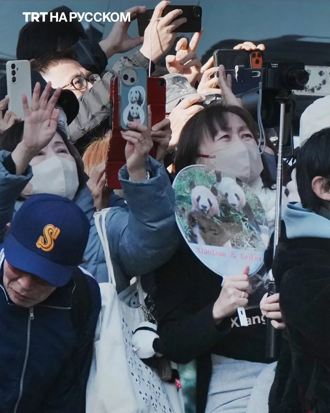 Самые популярные медведи Токио «собирают чемоданы»