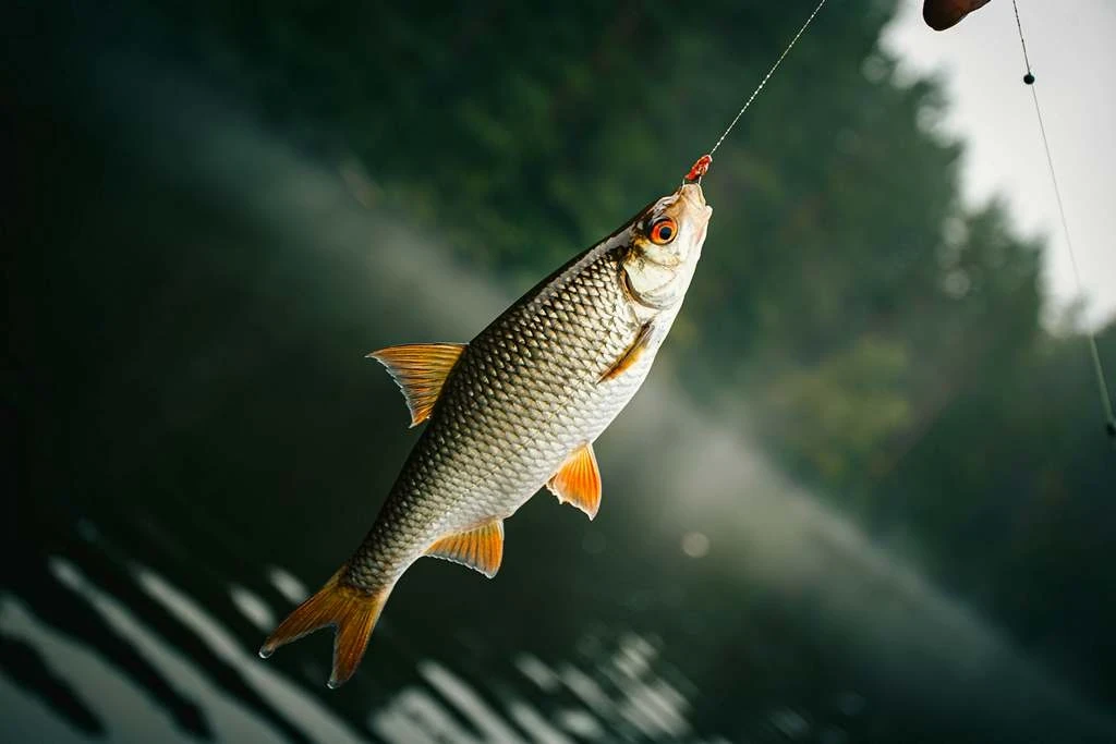 В 2025 году в Кыргызстане поступления от реализации рыболовных билетов и карточек в несколько раз превысили показатели прошлого года