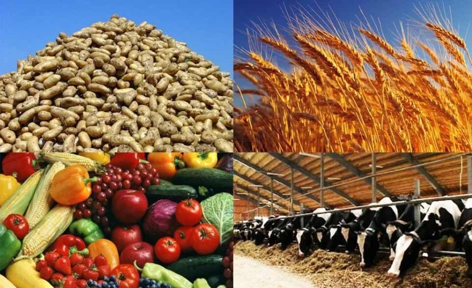 Цифровой фермер и «от поля до полки»: как развивалось сельское хозяйство КР в 2025 году