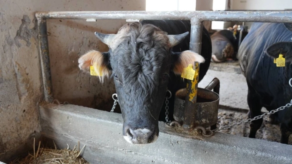 Минсельхоз КР приглашает фермеров на бесплатные тренинги