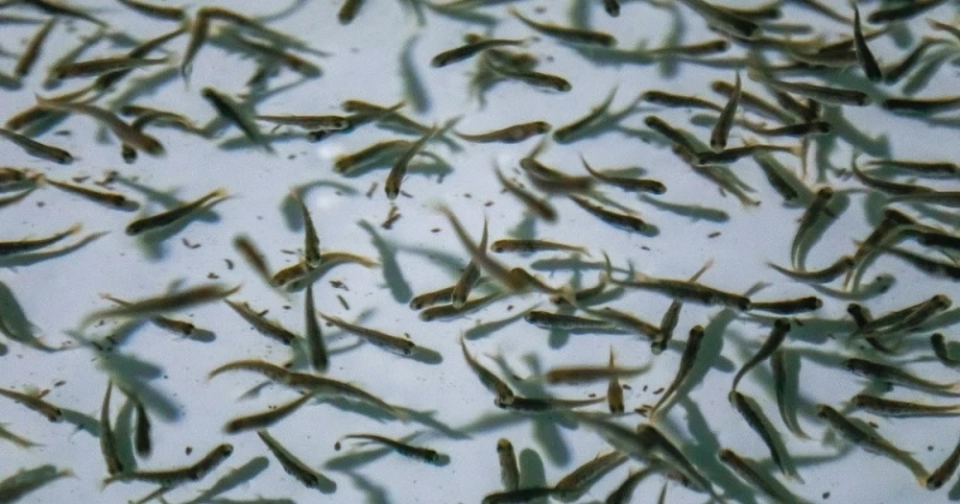 В Иссык-Куль в 2026 году планируют выпустить 14,1 млн мальков