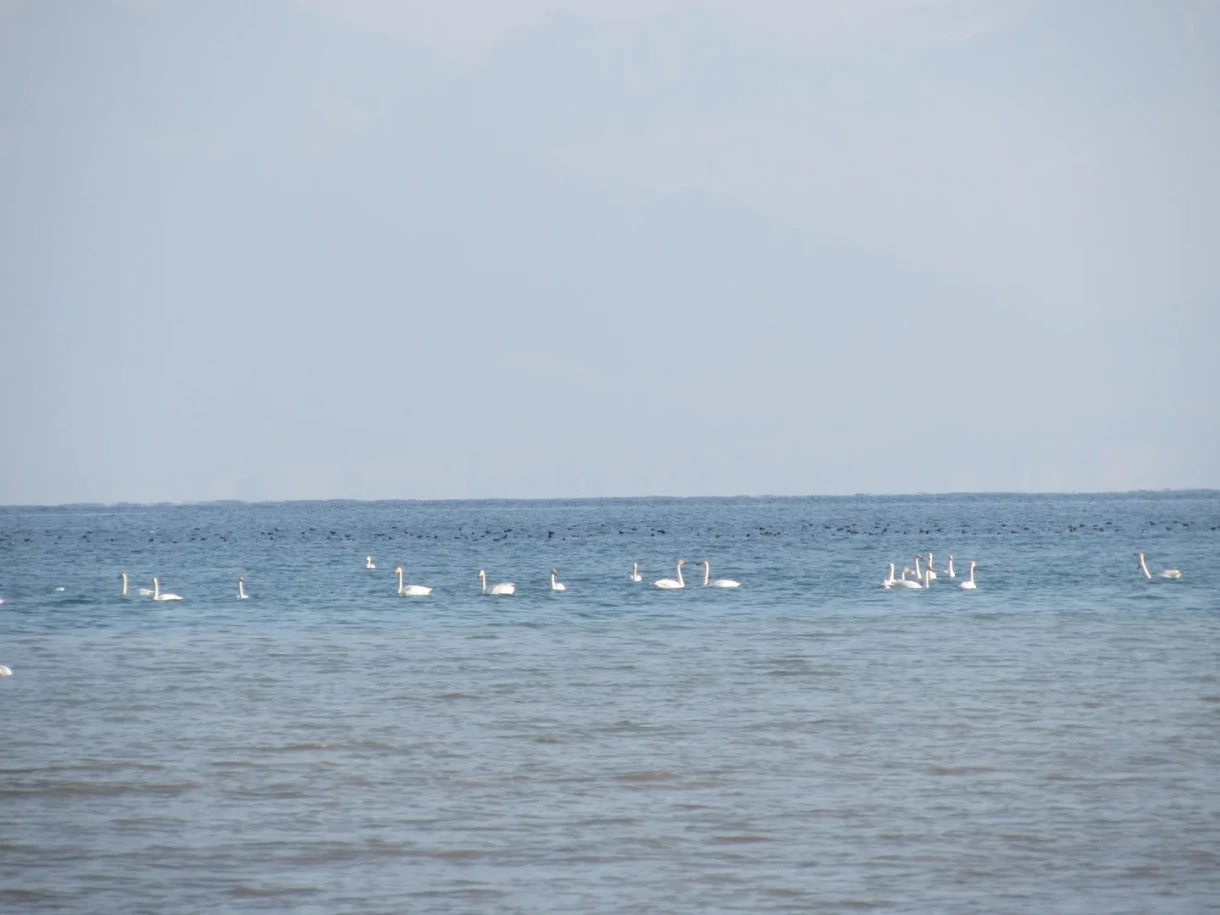 На озере Иссык-Куль и водохранилище Орто-Токой провели зимний учет птиц (фоторепортаж)