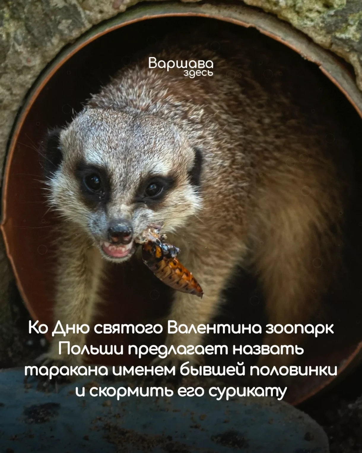 В Польше ко Дню влюбленных зоопарк предлагает назвать таракана именем бывших и скормить животным