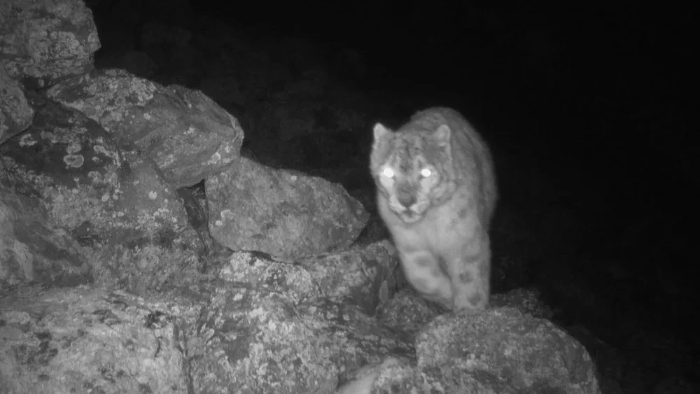 Пытался утащить козу: Снежный барс зашёл во двор частного дома в Иссык-Кульской области