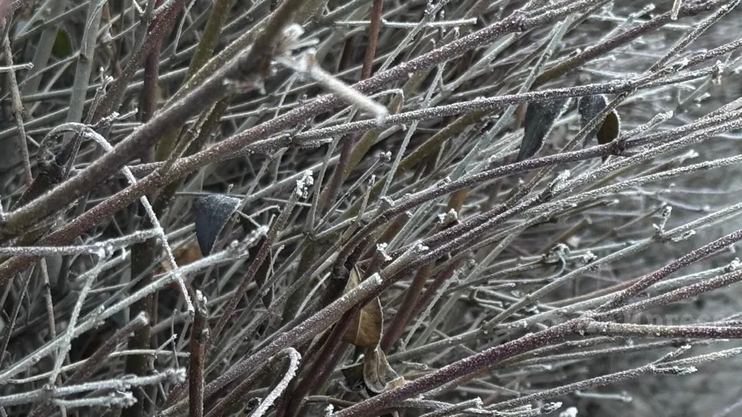 До +15 °С ожидается на юге и юго-востоке Казахстана в ближайшие дни