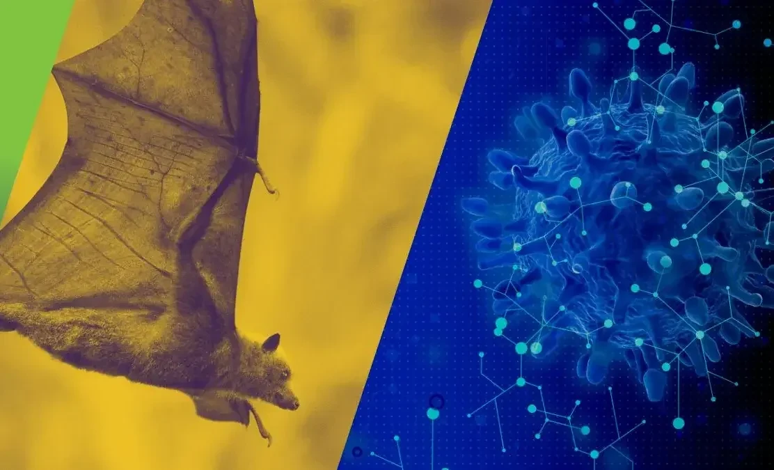 Риск распространения вируса Нипах в Кыргызстане низкий