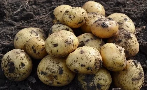 В Араванском районе начали сажать ранний картофель. Урожай ждут уже в мае