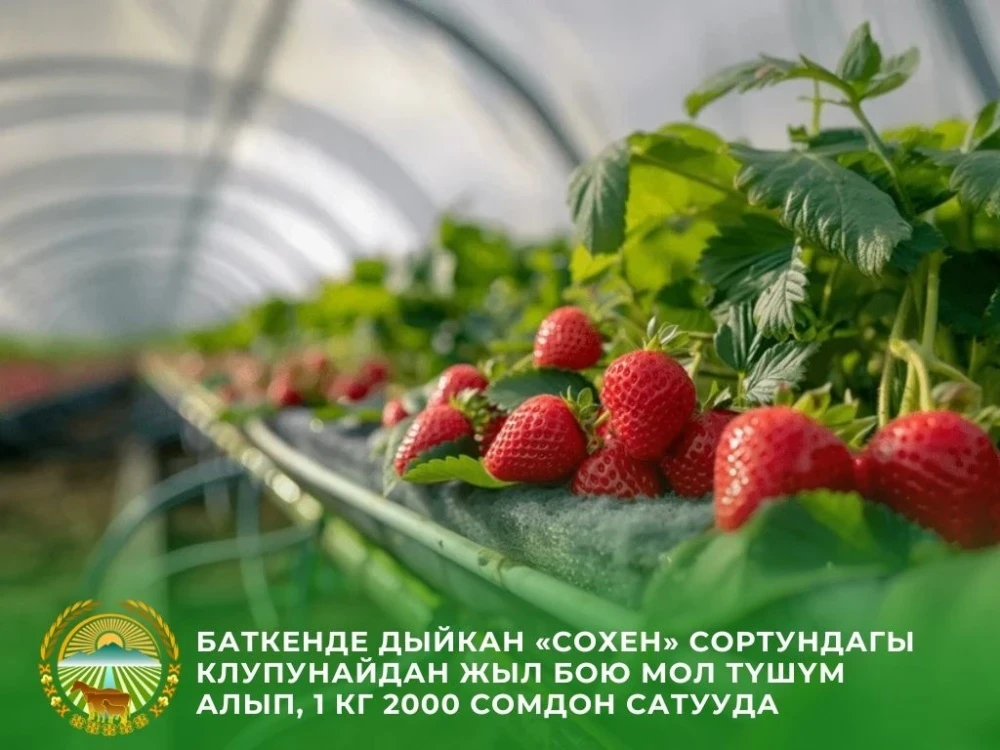 Фермер из Баткена наладил доходное производство ягод в разгар зимы