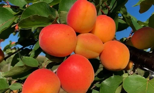 In the Kadamjay District, new varieties of apricot and cherry have begun to be planted