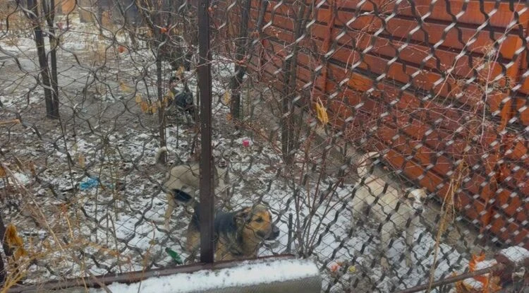 Отстрел собак в Бишкеке. Мэрия прокомментировала конфликт