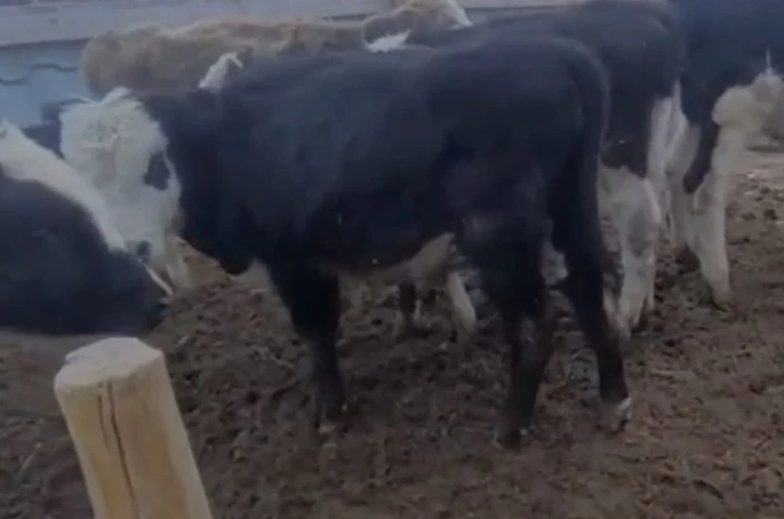 В Таласе задержан скотокрад. Второй объявлен в розыск