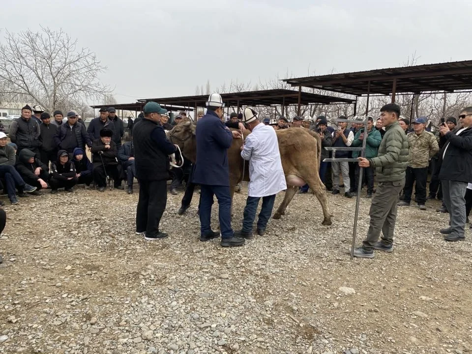 В Кадамжайском районе прошла выставка племенного скота