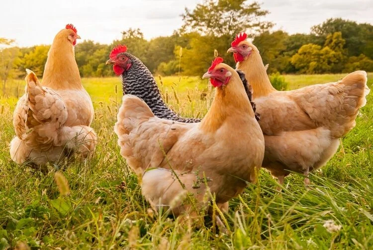 Поголовье домашней птицы в Кыргызстане достигло 8,6 миллиона в 2025 году