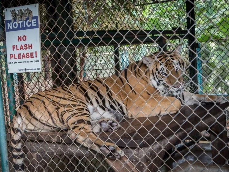 В Таиланде погибли тигры от неизвестного вируса