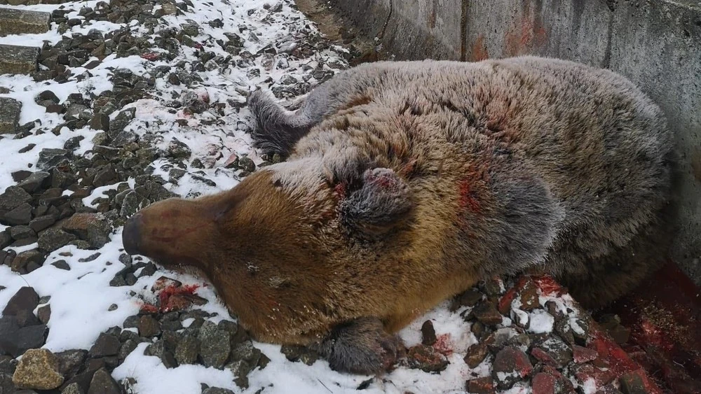 В Словакии поезд насмерть сбил медведя