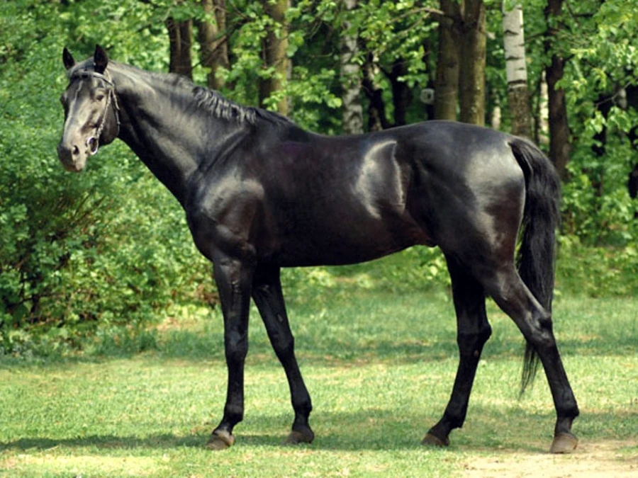 Кабмин потратит 147 млн сомов на лошадей английской породы для Игр кочевников