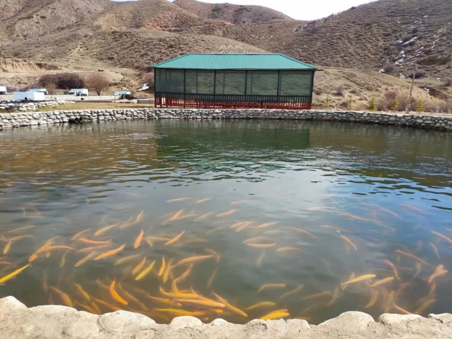 Рыбные хозяйства могут начать "эмиграцию" из Кыргызстана