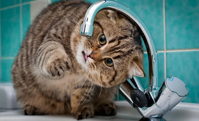 В части Бишкека 26 февраля временно будет прекращена подача питьевой воды