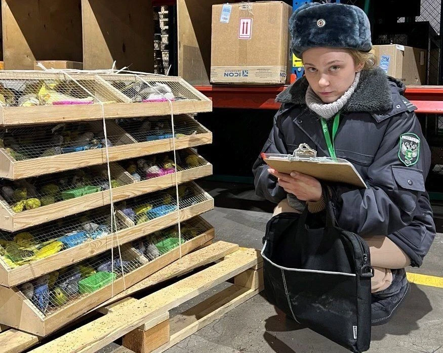 В Красноярск в 2025 году из Кыргызстана завезли 14 тысяч 365 попугаев