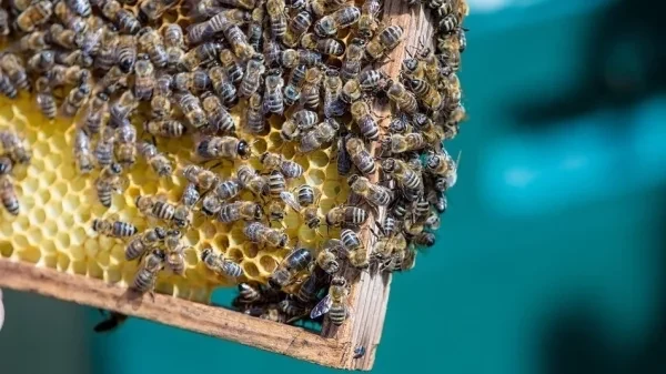 Депутат парламента Кыргызстана предложила ввести запрет на ввоз пчел из Узбекистана