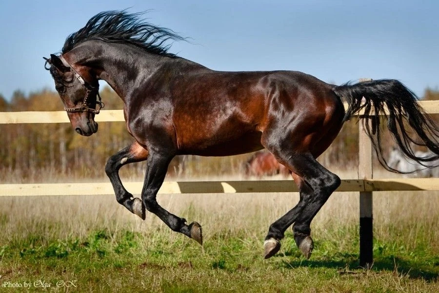 Кыргызстан закупит элитных лошадей и обновит ипподромы к Играм кочевников