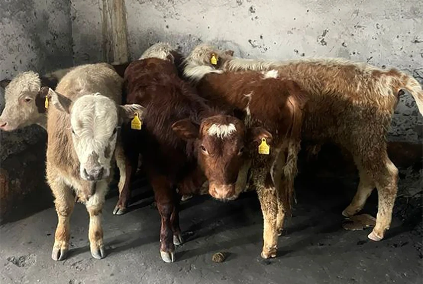 Пограничники в Баткене пресекли незаконный вывоз 10 телят за границу