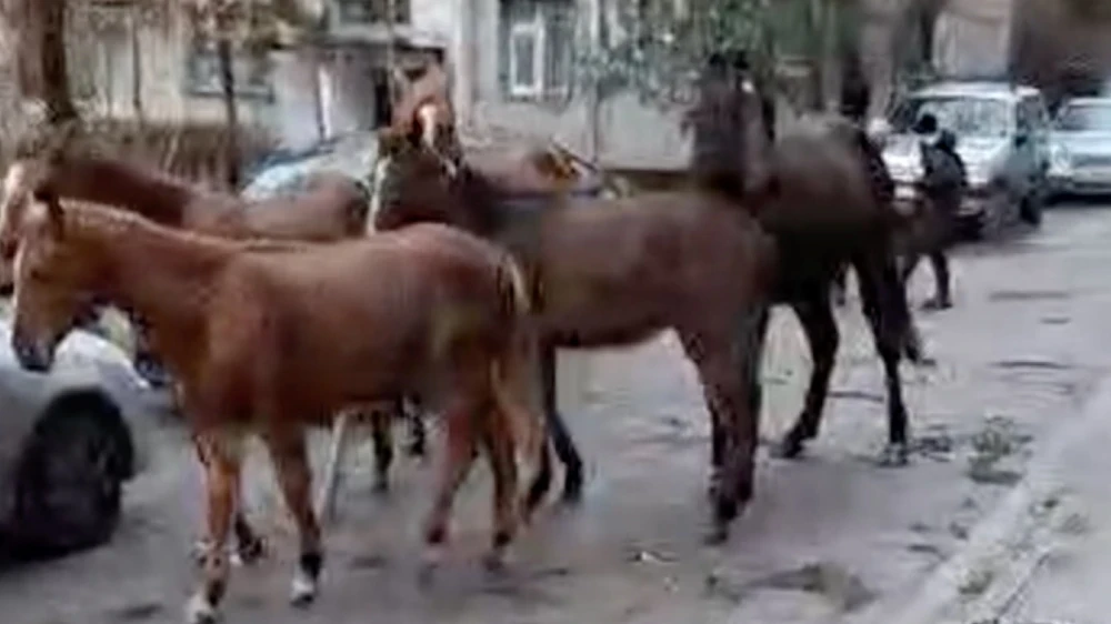 Residents complained about grazing horses in the 'Asanbay' microdistrict. Response from the city administration