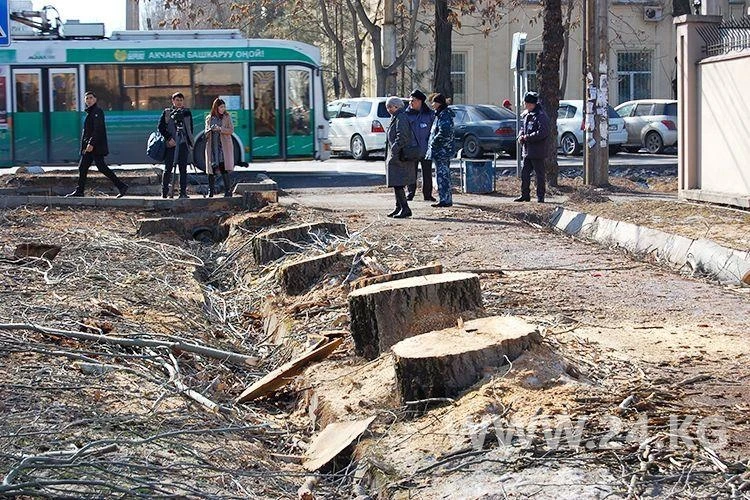 In the capital, plans are in place to cut down up to a thousand old trees - "Bishkekzelenkhoz"
