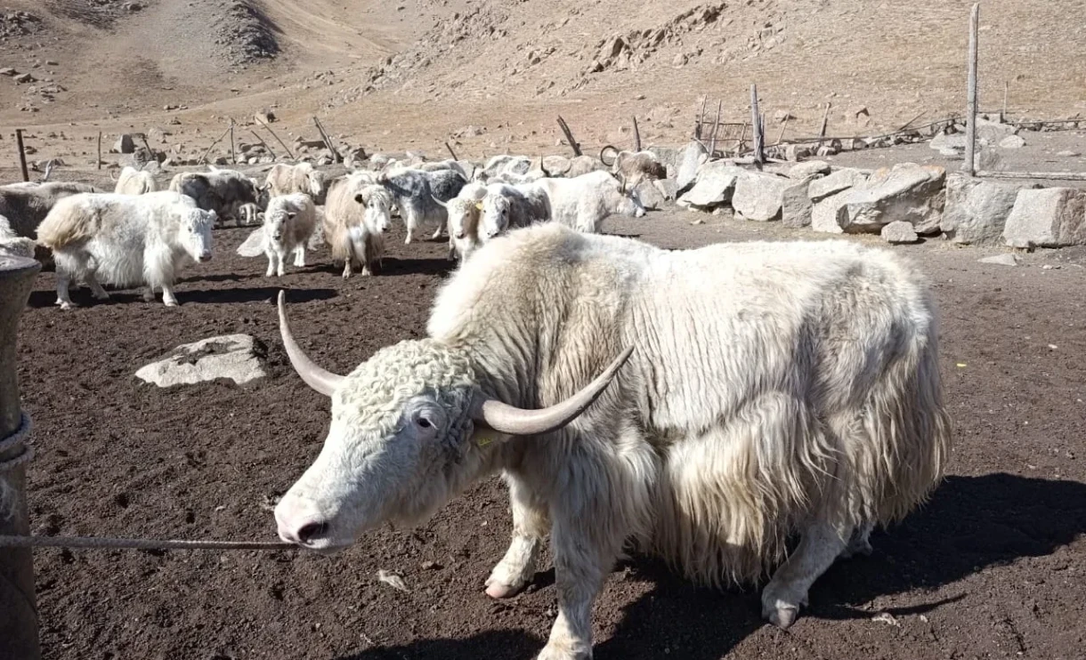 Поголовье яков в Кыргызстане превысило 61 тысячу