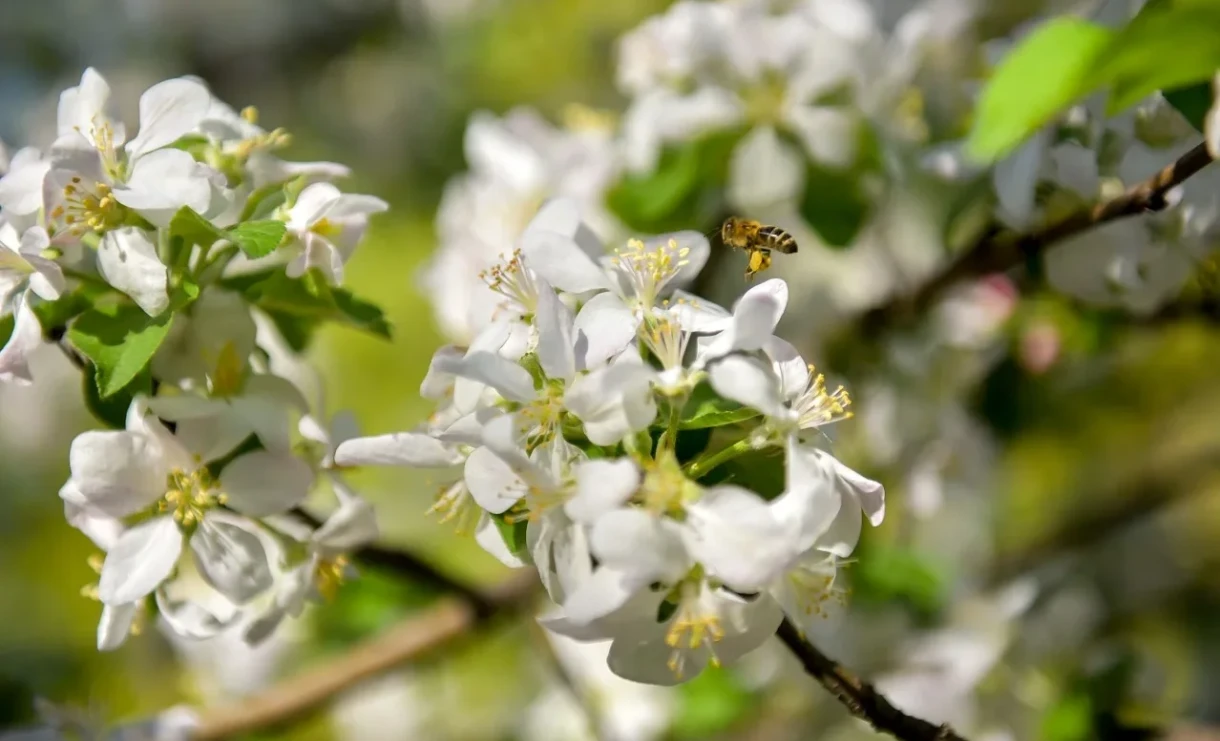 Погода в Бишкеке: от снега и дождя к весеннему теплу