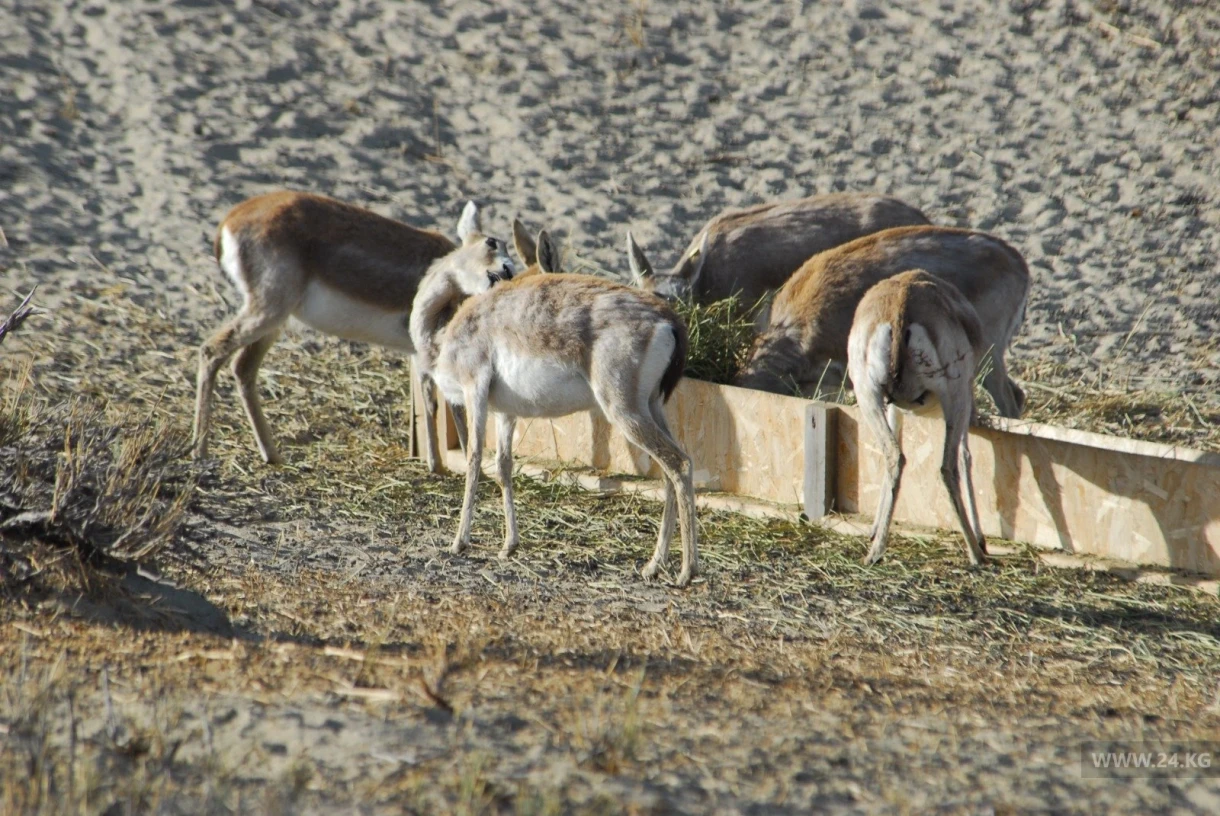 Потерь нет. Как чувствуют себя джейраны, выпущенные в дикую природу