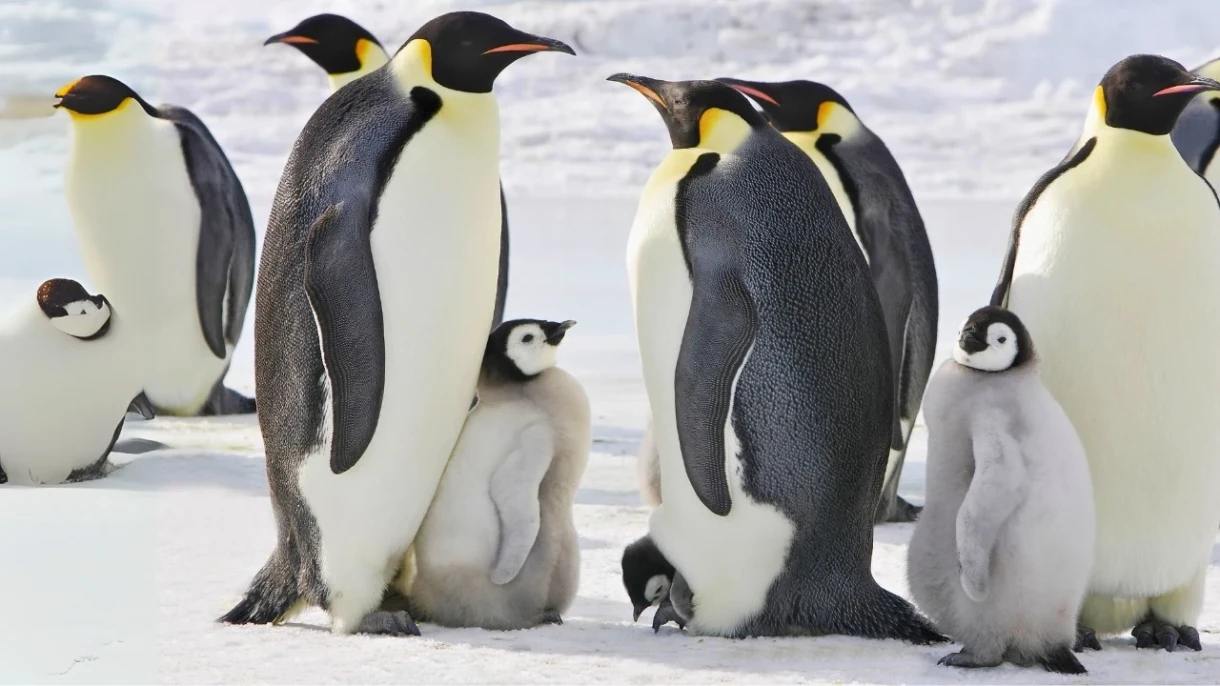 SOS! Emperor penguins are on the brink of extinction, scientists say