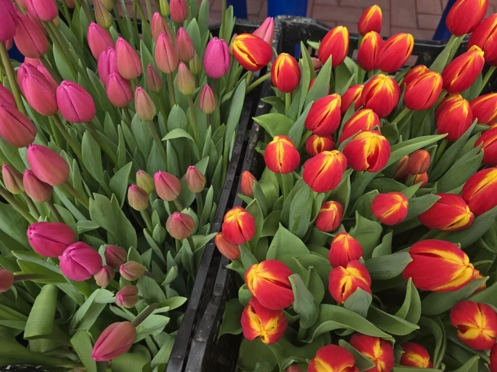 Queues for Spring: The Tulip Festival Takes Place for the First Time in Bishkek
