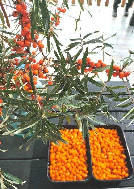 Кыргызстанда дарылык чөптөрдү өнөр жайлык өстүрүү үчүн шарттар түзүлүүдө