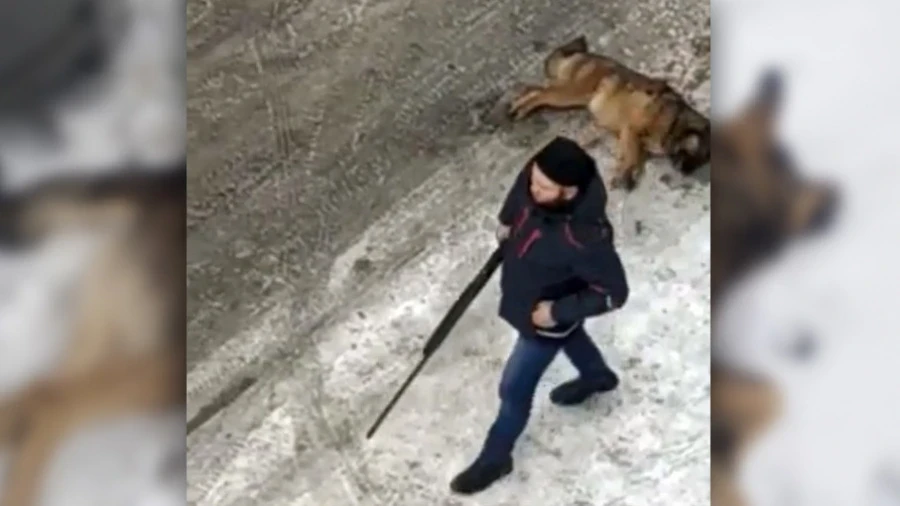 Город против собак. Отстрел животных, что это: коррупция, антигуманность или решение проблем?