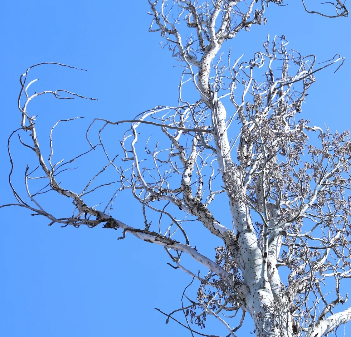 Бишкекчане обеспокоились спилом тополей у здания МВД. В ведомстве ответили