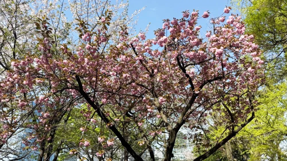 В Японии зафиксирован пик цветения сакуры