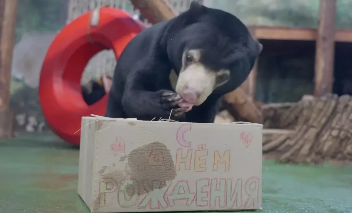 Москва зоопаркында Маша аюга туулган күнү үчүн торт тартууланды