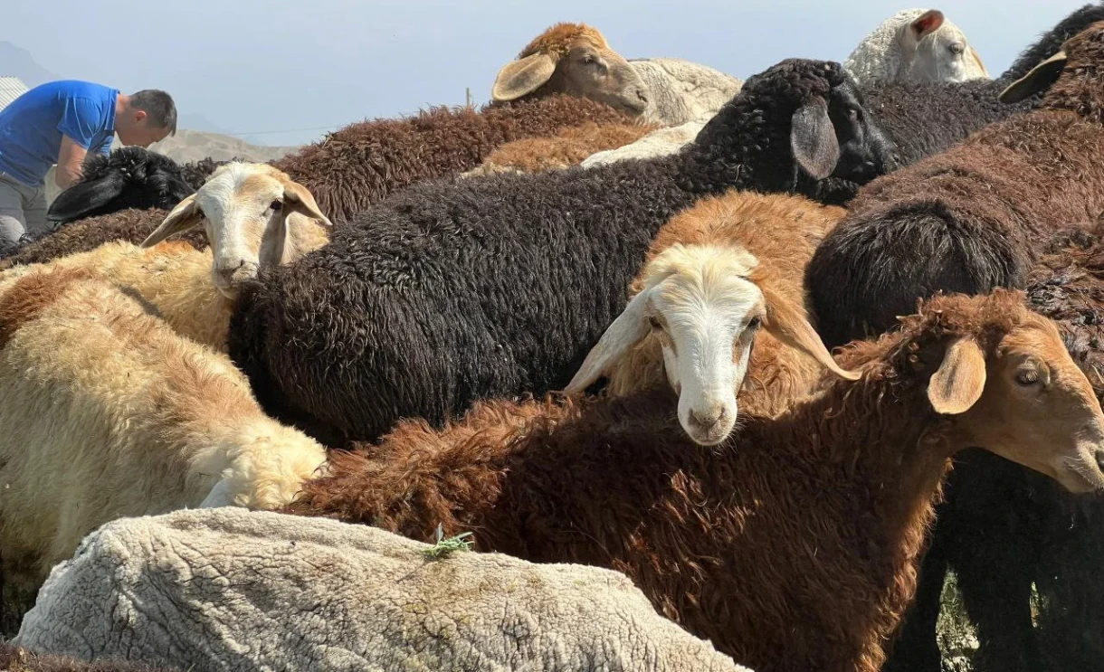 Глава Минсельхоза призвал фермеров честно указывать поголовье скота